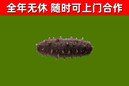 上海烟酒回收干海参.jpg